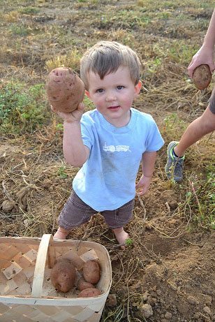 Potato Digging at Great Coutnry Farms pick your own potato festival in northern Virginia.