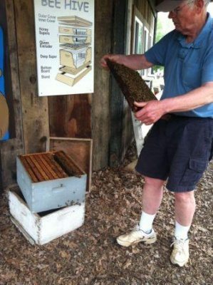 bill bundy inspecting a queen honeybee at gcf websize