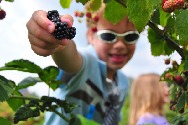 blackberry picking