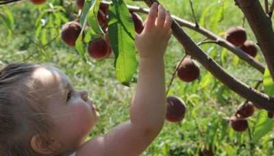Child picking peaches at Great Country Farms