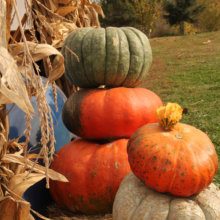 A stack of heirloom pumpkins in bright orange and green are flanked by corn stalks at Great Country Farms Fall pumpkin picking patch in Northern Virginia
