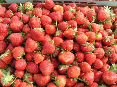 Lots of Ripe Strawberries just picked.