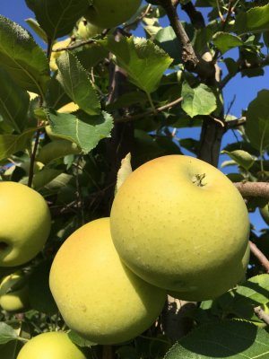 Pick your own Golden Delicious apples hang thickly on the trees in the apple orchard at Great country Farms in Northern Virginia.