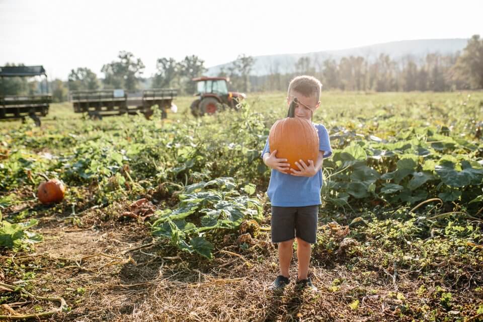 Fall Pumpkin Harvest Festival at Great Country Farms in Bluemont