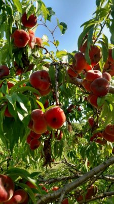 Lovely donut peaches fill the pick your own peach orchard at Great Country Farms' Mountainside orchard in Bluemont, Virginia.