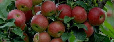 Pick your own Apples hanging in the orchards at Great Country Farms in Virginia