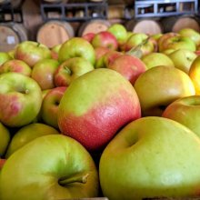 Honey Crisp apples piled high in the farm market at Great Country Farms