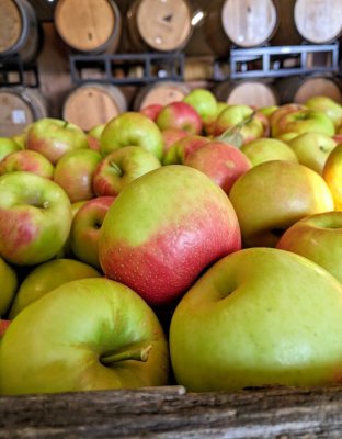 Honey Crisp apples piled high in the farm market at Great Country Farms