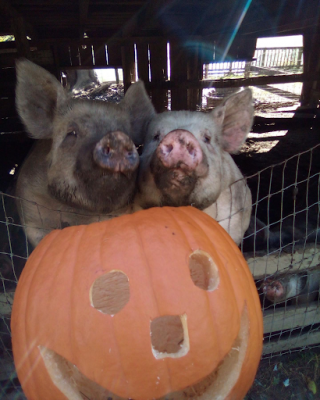 Two happy pigs pose with a carved jack o lantern pumpkin at Great Country Farms' pumpkin picking Fall Harvest Festival.