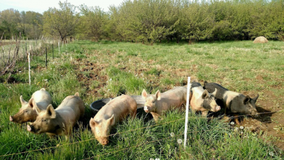 Happy pigs graze in the orchards at Great Country Farms as part of the regenerative agriculture program