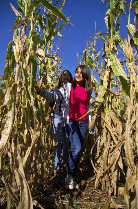 Family Friendly Corn Maze is evening fun at Great Country Farms and families may challenge the corn maze at great country farms