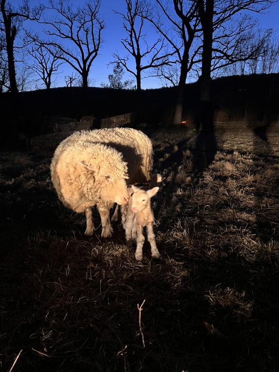 Spring lamb newly born at Great Country Farms farm animal petting zoo.