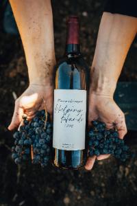 A bottle of Bluemont Vineyard Helping Hands red blend is cradled by the hands of one of our grape harvest crew in a bin of freshly harvested grapes at Bluemont Vineyard