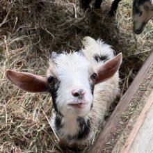 Winston the miniature goat awaits a visit and pet in the barnyard at Great Country Farms in Northern Virginia.