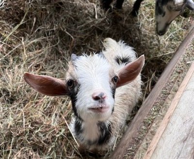 Winston the miniature goat awaits a visit and pet in the barnyard at Great Country Farms in Northern Virginia.