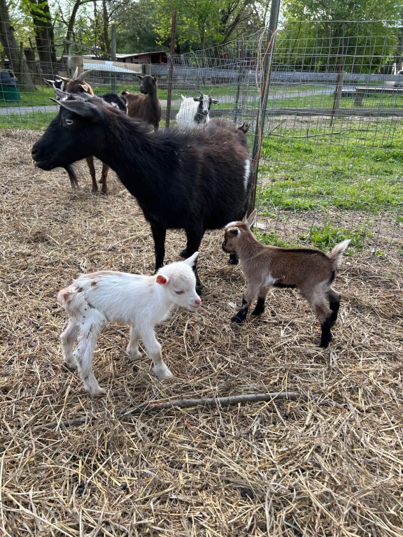 Twin baby goats are watched over by their nanny and are ready to welcome guests at Great Country Farms in northern Virginia this spring.