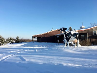 The Farm Market and Bakery at Great Country Farms and the iconic giant cow are draped in snow this winter in northern Virginia but the coffee and cider donuts inside are warm and tasty.