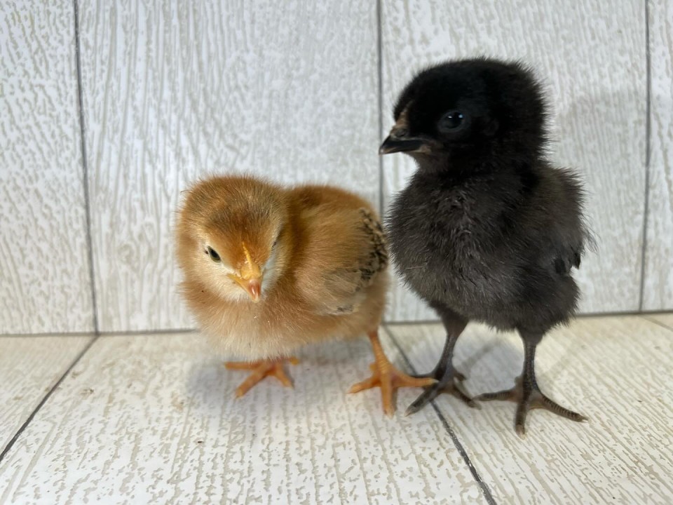 The Great Country Farms Spring Chick Program enables guests to Raise their own chicks like the 2 little chicks pictured here without having to keep chickens