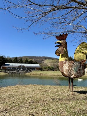 A metal rooster is proudly perched on the island at The Henway Cider Barn at Great Country Farms which serves hard and fresh cider from the barn in the background in Bluemont, Northern Virginia,