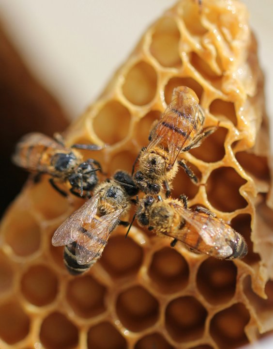 Honey bees are critical for pollination at Great Country Farms.