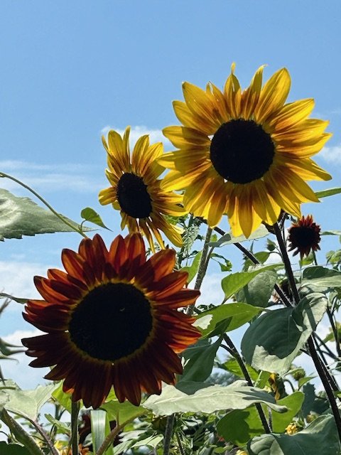 Summer of Sunflowers