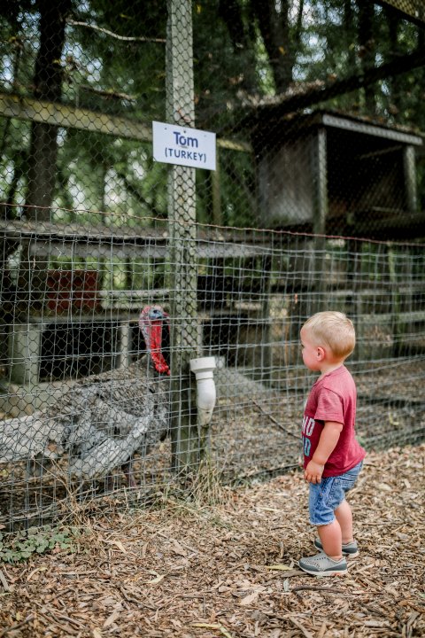 Young boy standing outside of turkey pen