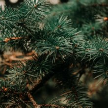 Close up of pine tree needles