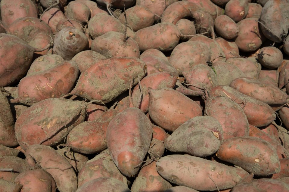 Sweet Potatoes