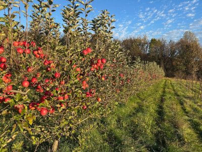 Row of pink lady apples in the pick your own orchard at Great Country Farms in Bluemont, VA
