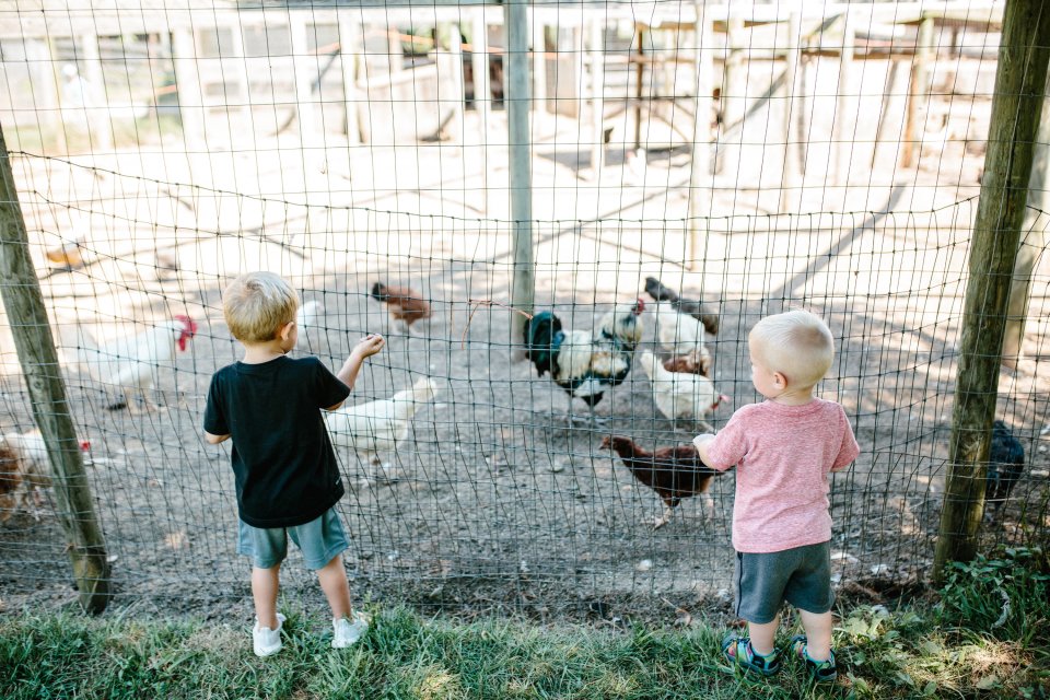 Two little boys standing at the fence of the chickens