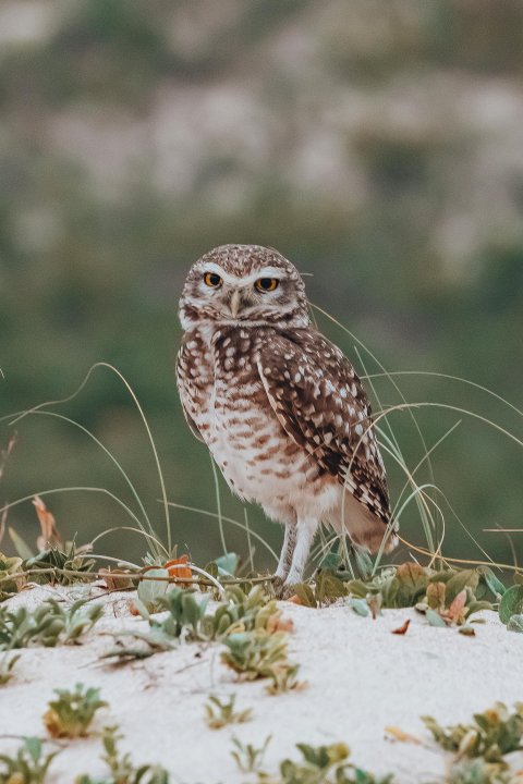 owl standing on a snowy ground