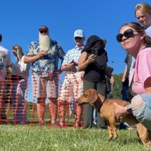 Doxie Derby Race start. An owner holds her pup as she waits for the race to start