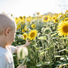 a young boy gazes on the summer cut your own sunflower field at Great Country farms in Bluemont Virginia